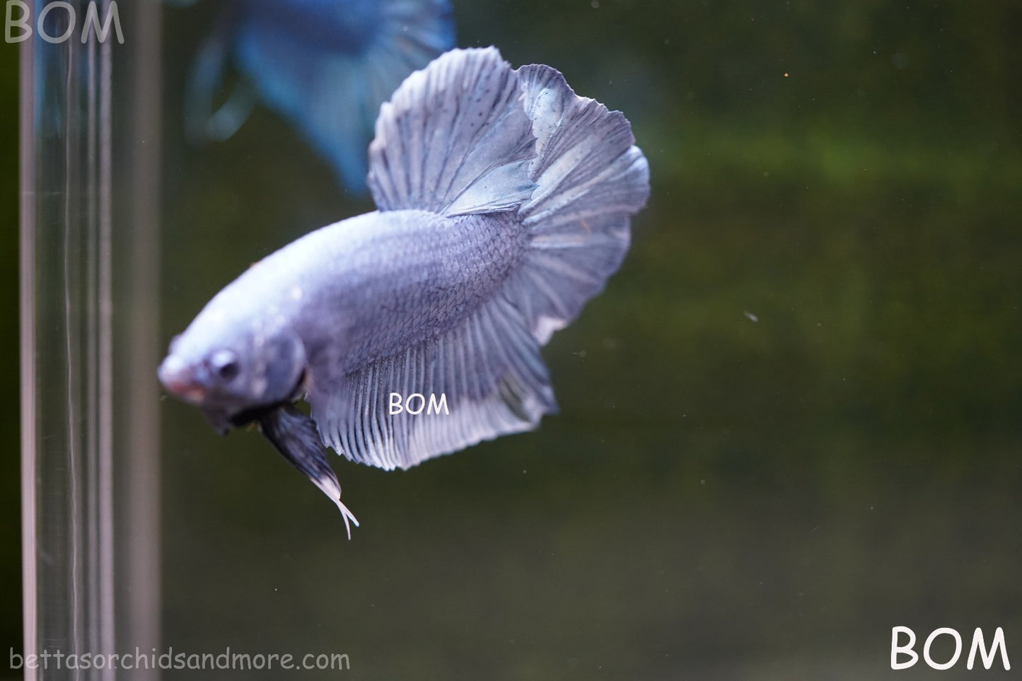 Betta Plakat GIANT MALE BLUE SERIES 5 CM BO | BOM-A306