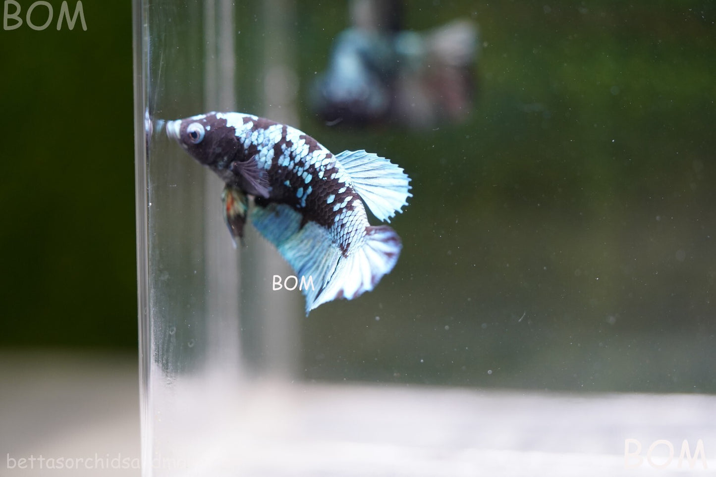 LIVE BETTA FEMALE HALFMOON BLUE AVATAR:  Unique Fish | BOM-A237