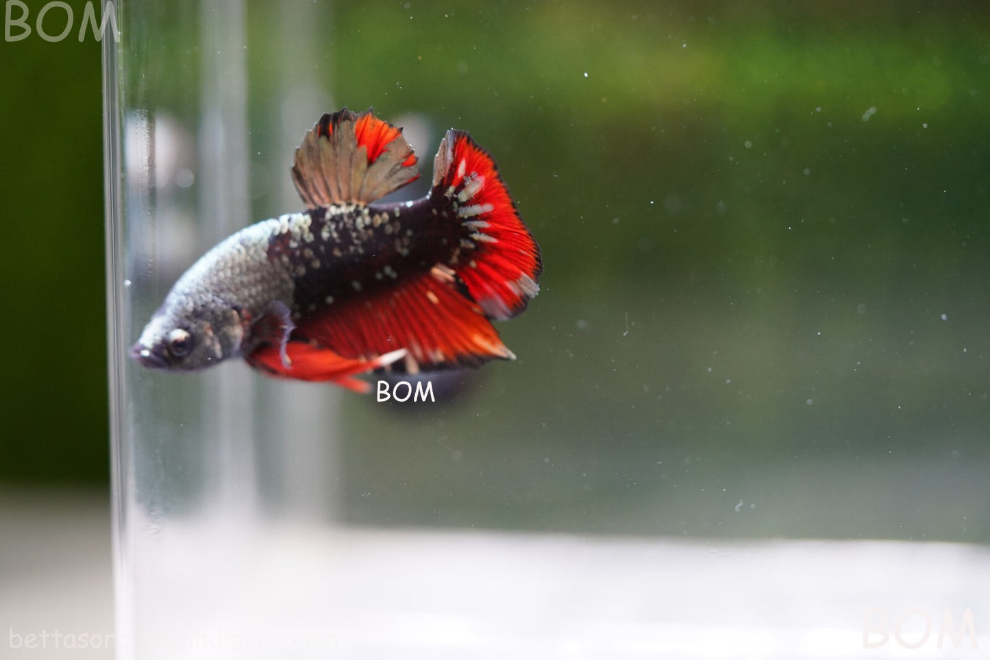 LIVE BETTA MALE AVATAR NEBULA:  Unique Fish | BOM-A234