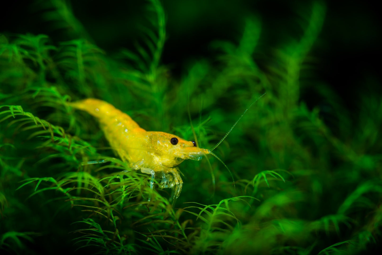10+1 YELLOW SOLID SHRIMP Live Freshwater – Hardy & Peaceful – FREE Shipp