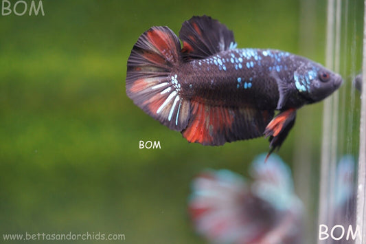 LIVE BETTA HMPK MALE BLACK VARIANT | BOM-A74