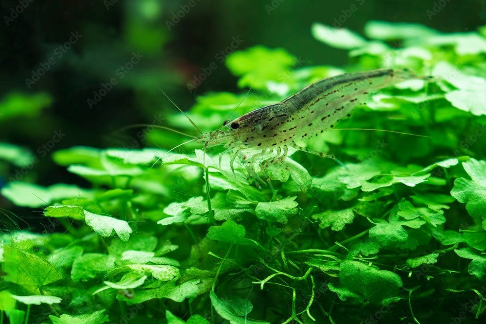 10+1 AMANO SHRIMP Live Freshwater Algae Cleaners – Hardy & Peaceful – FREE Shipp
