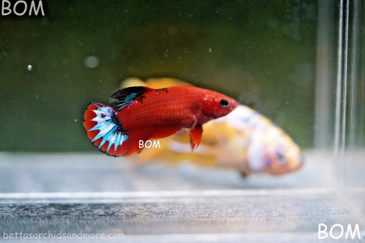 PREMIUM FEMALE HELLBOY HMPK BETTA Fish:Live HMPK | BOM-A277