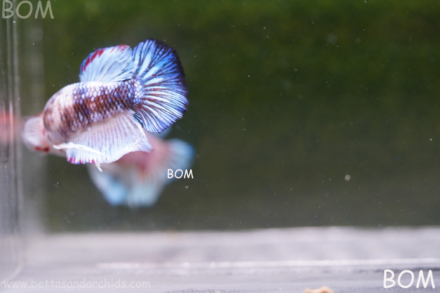 MALE BETTA HMPK MULTICOLOUR | BOM934