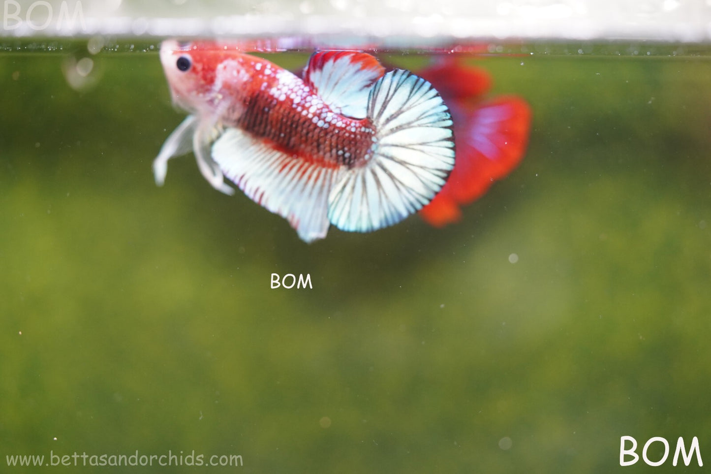 MALE BETTA PLAKAT JUNIOR MULTICOLOUR | BOM845