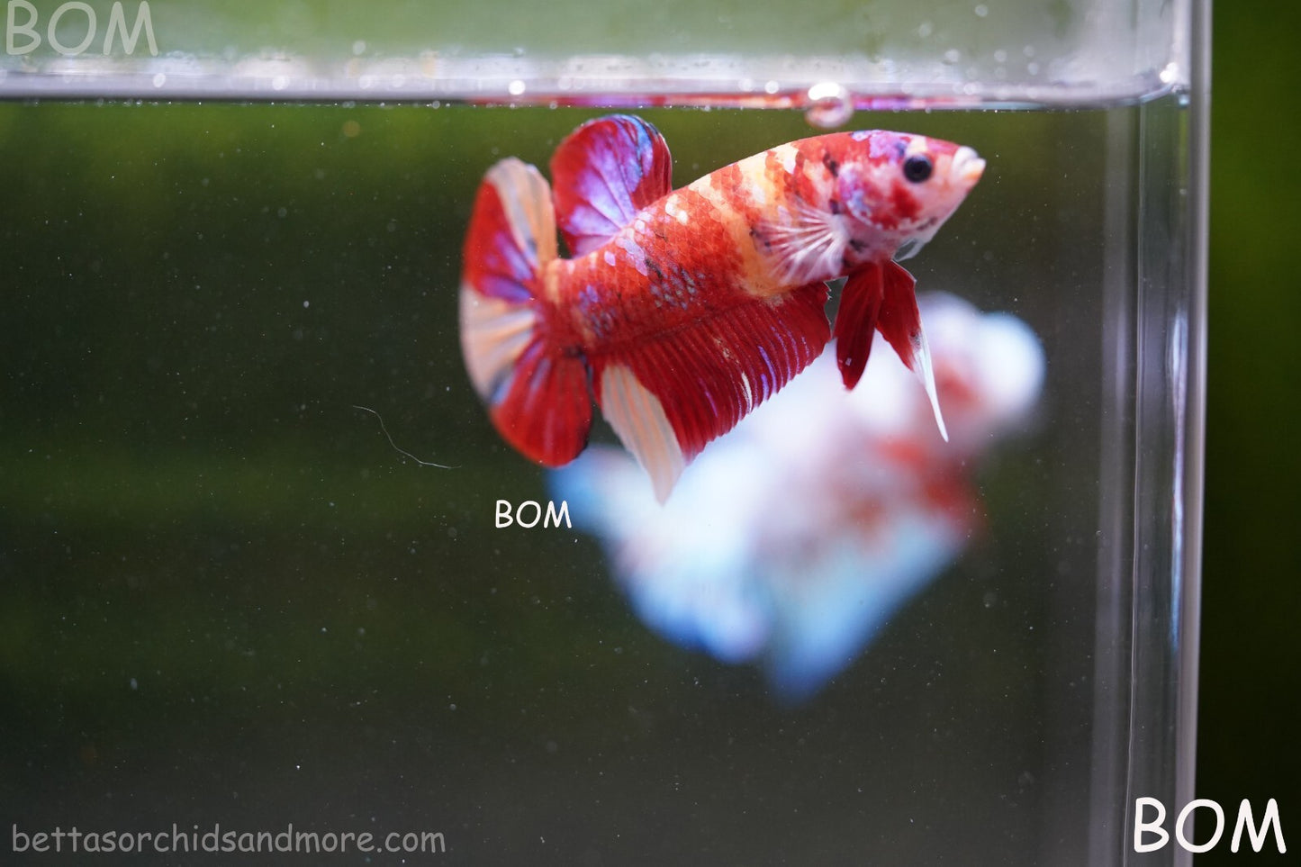 LIVE BETTA HMPK MALE LEOPARD | BOM-A264