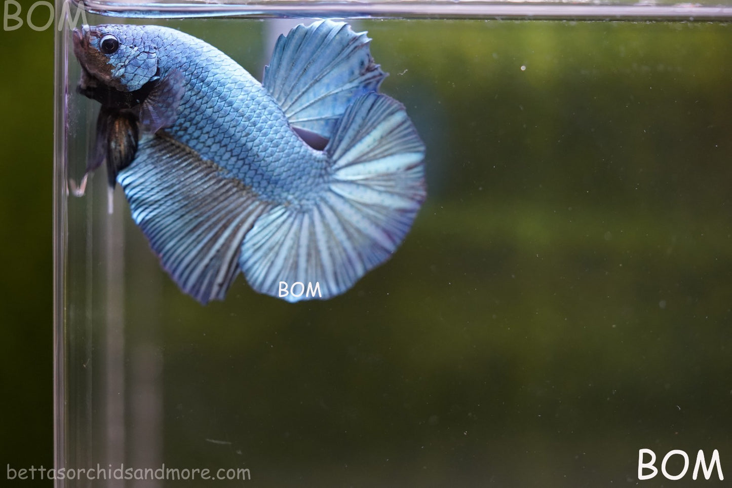 Betta Plakat GIANT MALE BLUE SERIES 5 CM BO | BOM-A309