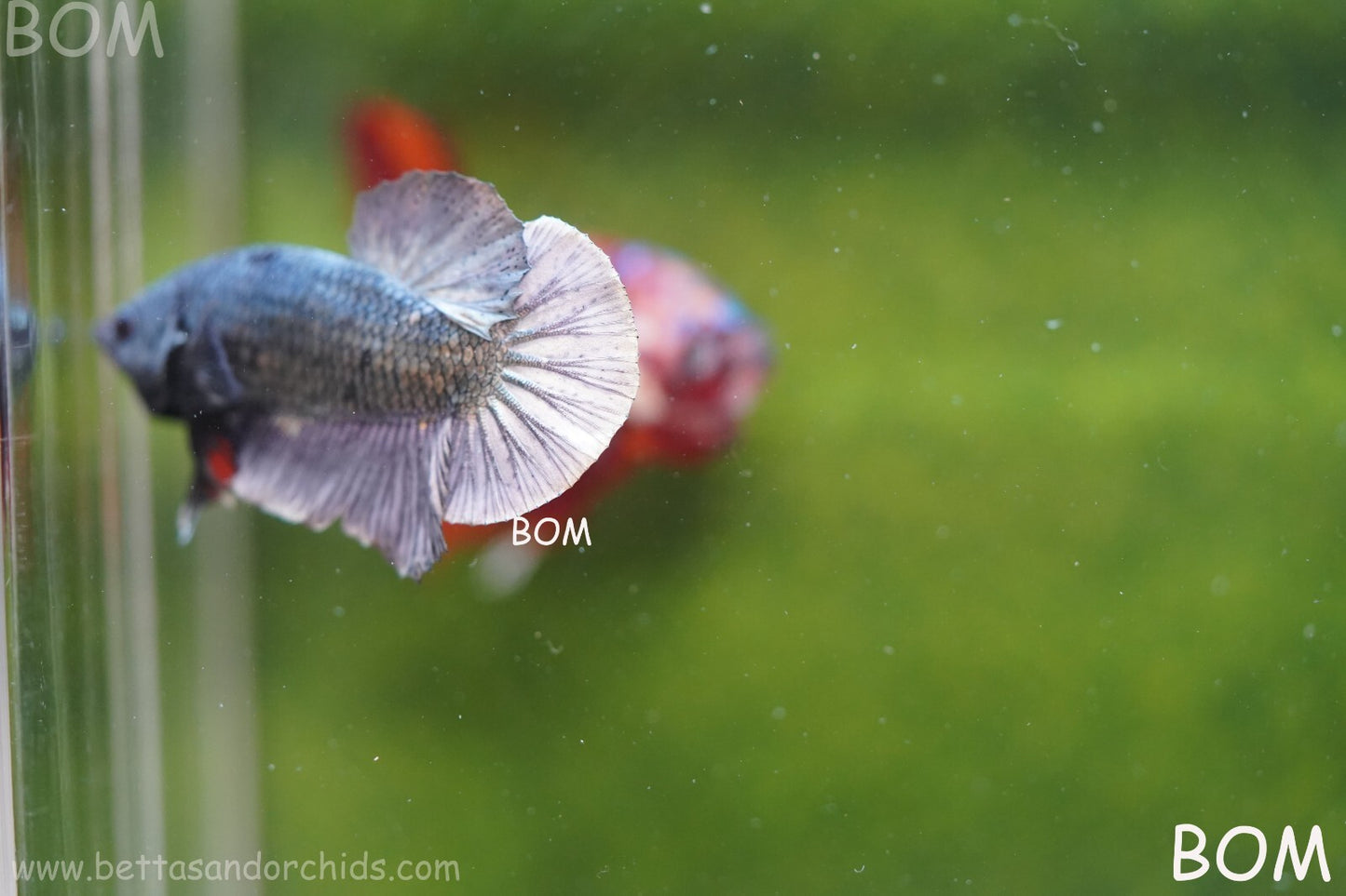 MALE COPPER SERIES HMPK Betta Fish: Live HMPK | BOM988