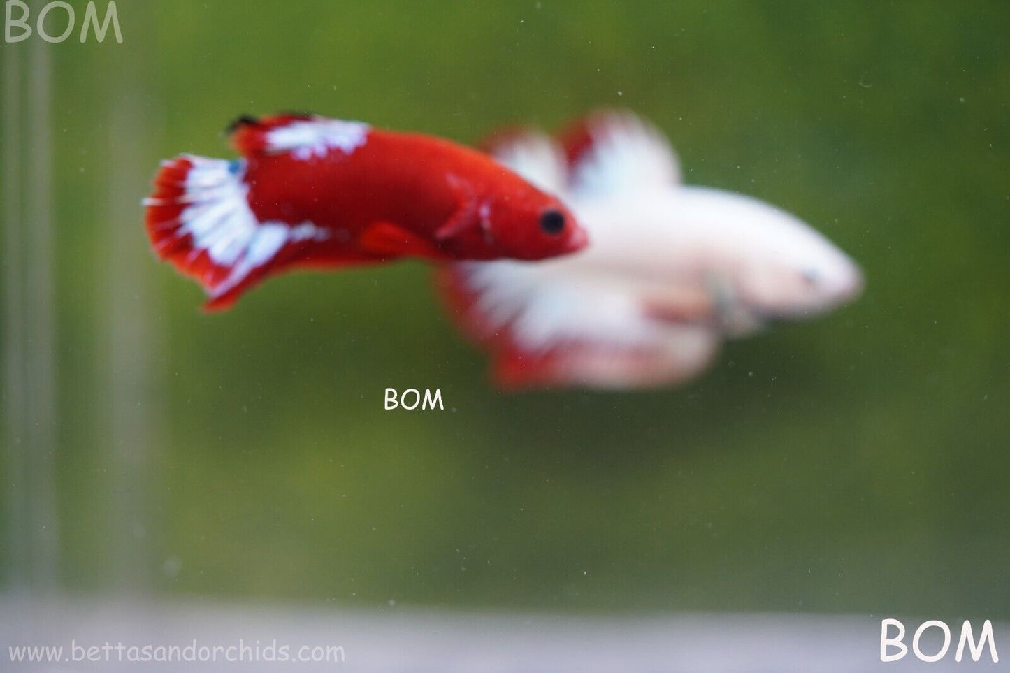 PREMIUM FEMALE HELLBOY HMPK BETTA Fish:Live HMPK | BOM863