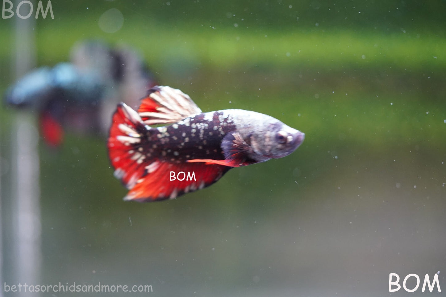 LIVE BETTA MALE AVATAR NEBULA:  Unique Fish | BOM-A234