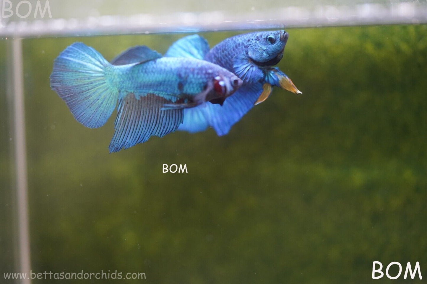MALE BLUE LONG FIN SERIES Plakat Betta Fish: Live HMPK BOM-A70