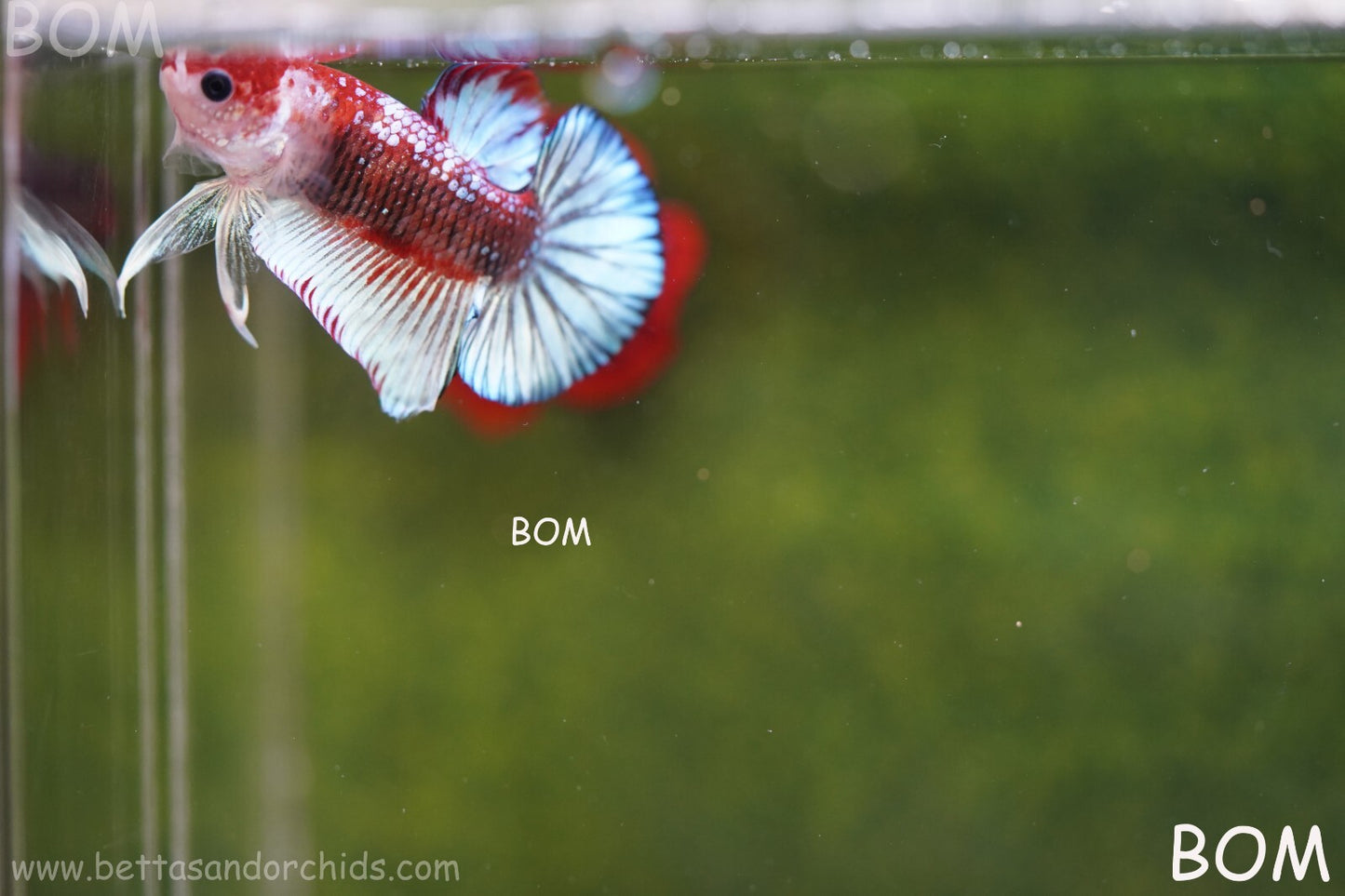 MALE BETTA PLAKAT JUNIOR MULTICOLOUR | BOM845