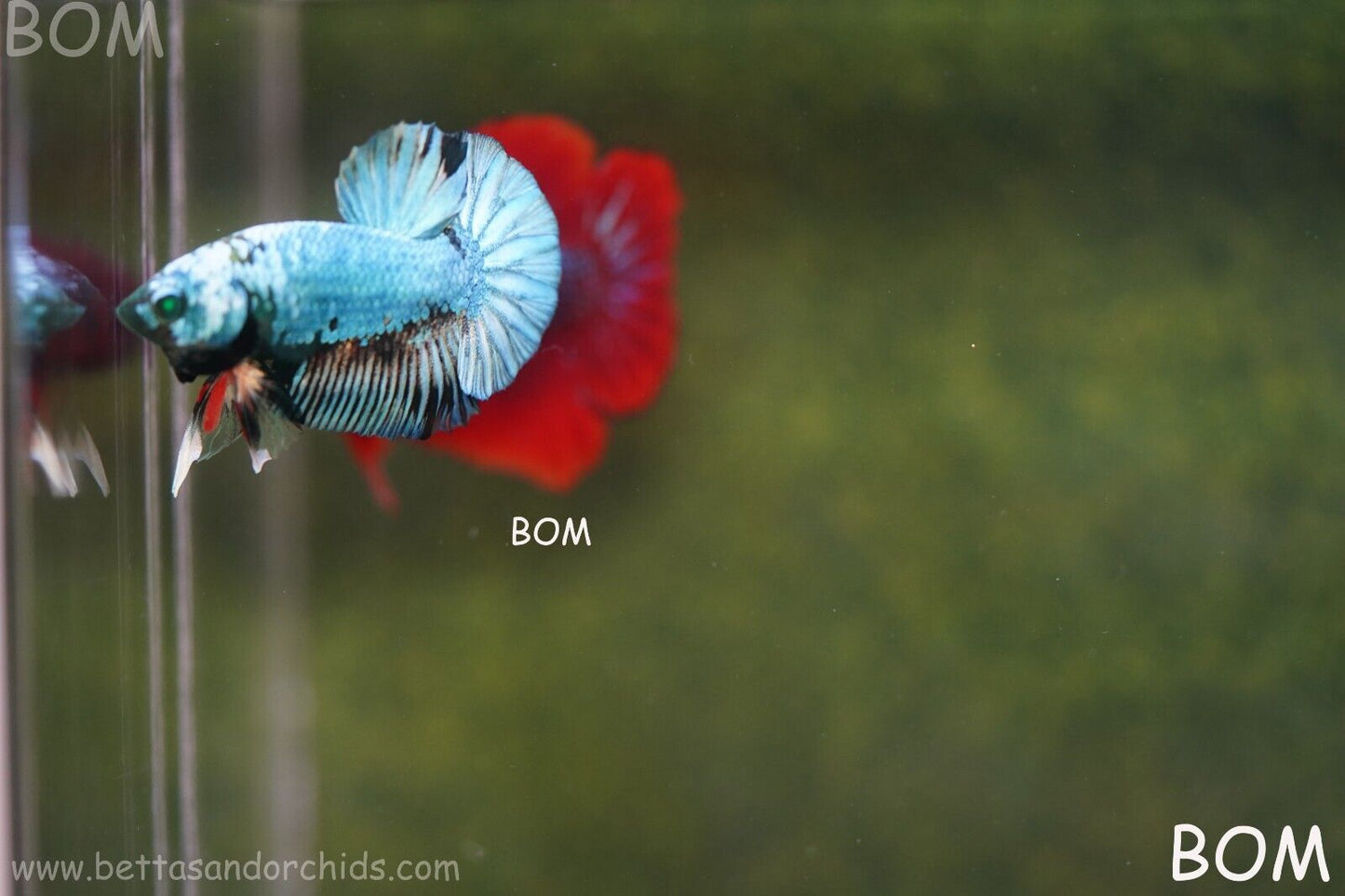 MALE GREEN HULK SERIES Plakat Betta Fish: Live HMPK | UNIQUE | BOM848