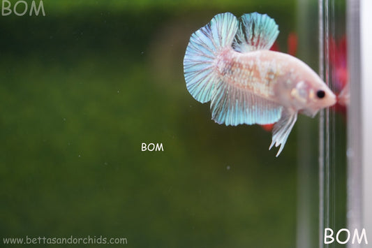 LIVE BETTA HMPK UNIQUE MALE BLUE TOPAZ MULTICOLOUR | BOM922