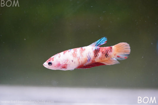LIVE BETTTA BIG FEMALE MULTICOLOUR HMPK | BOM-A118