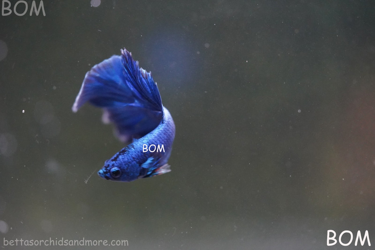 BETTA MALE LIVE HALF MOON TAIL BLUE BUTTERFLY  : Unique Fish | BOM-428