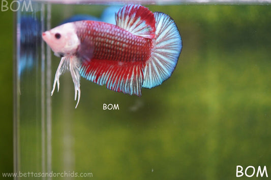 LIVE BETTTA MALE MULTICOLOUR HMPK | BOM-A102