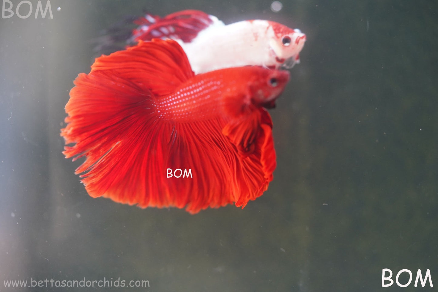 LIVE BETTA MALE KING RED ROSE TAIL :  Unique Fish | BOM-A294