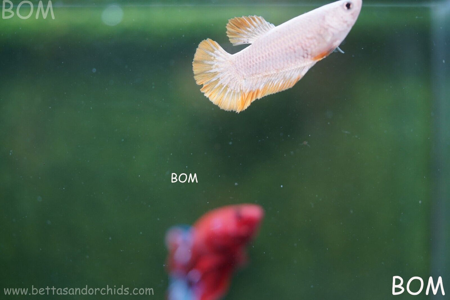 LIVE BETTA HMPK FEMALE YELLOW DRAGON | BOM879