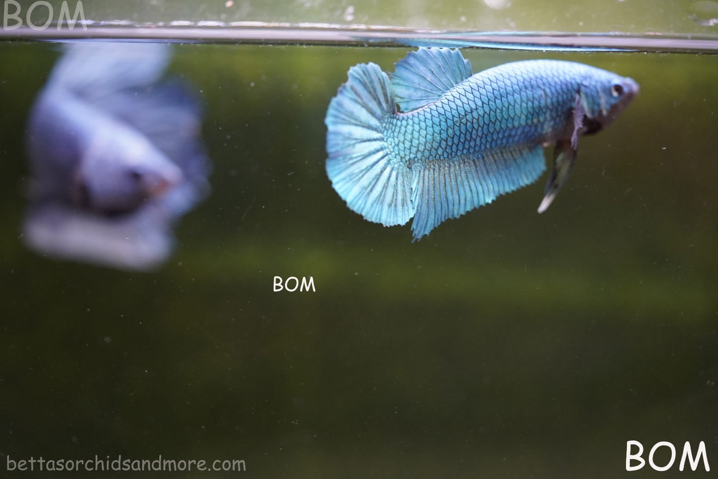 LIVE BETTA GIANT FEMALE BLUE SERIES | BOM-A310