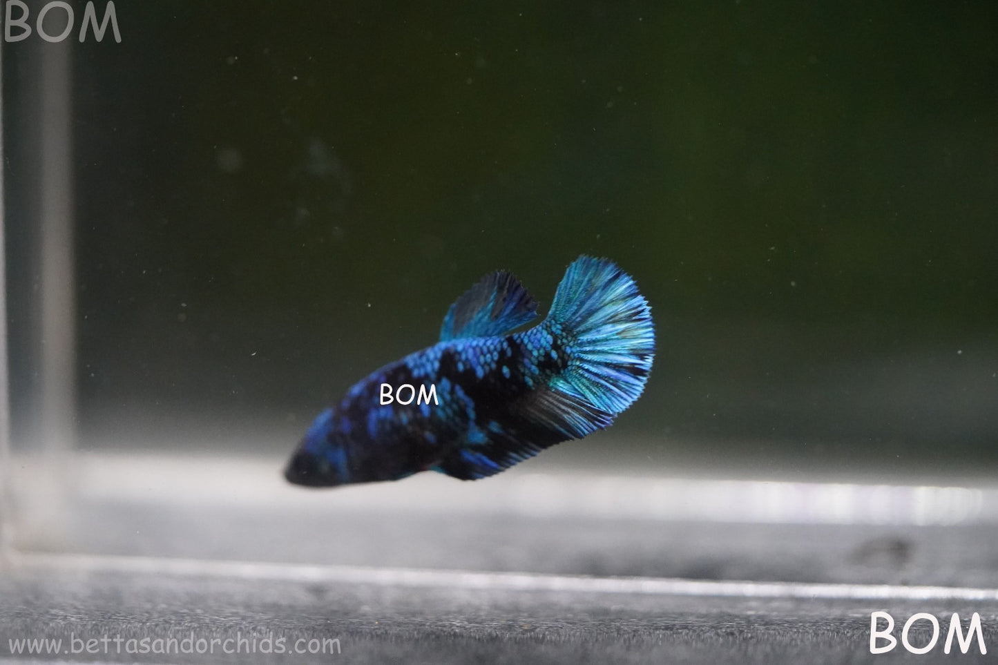 LIVE BETTA FEMALE HMPK GORDON GALAXY DUST | BOM-A503