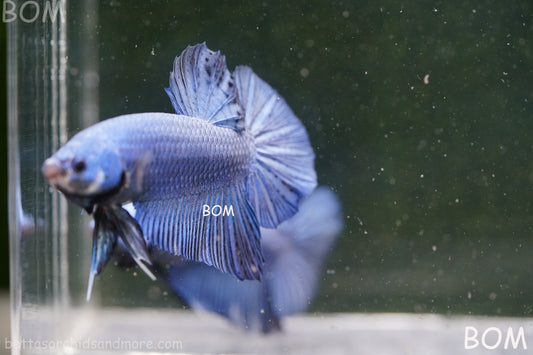 Betta Plakat GIANT MALE BLUE SERIES 5 CM BO | BOM-A305