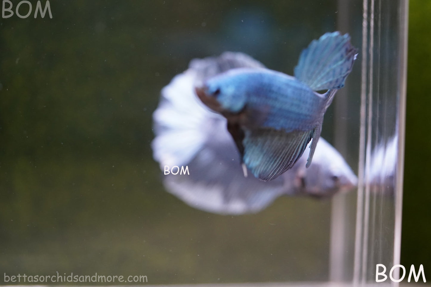 Betta Plakat GIANT MALE BLUE SERIES 5 CM BO | BOM-A309
