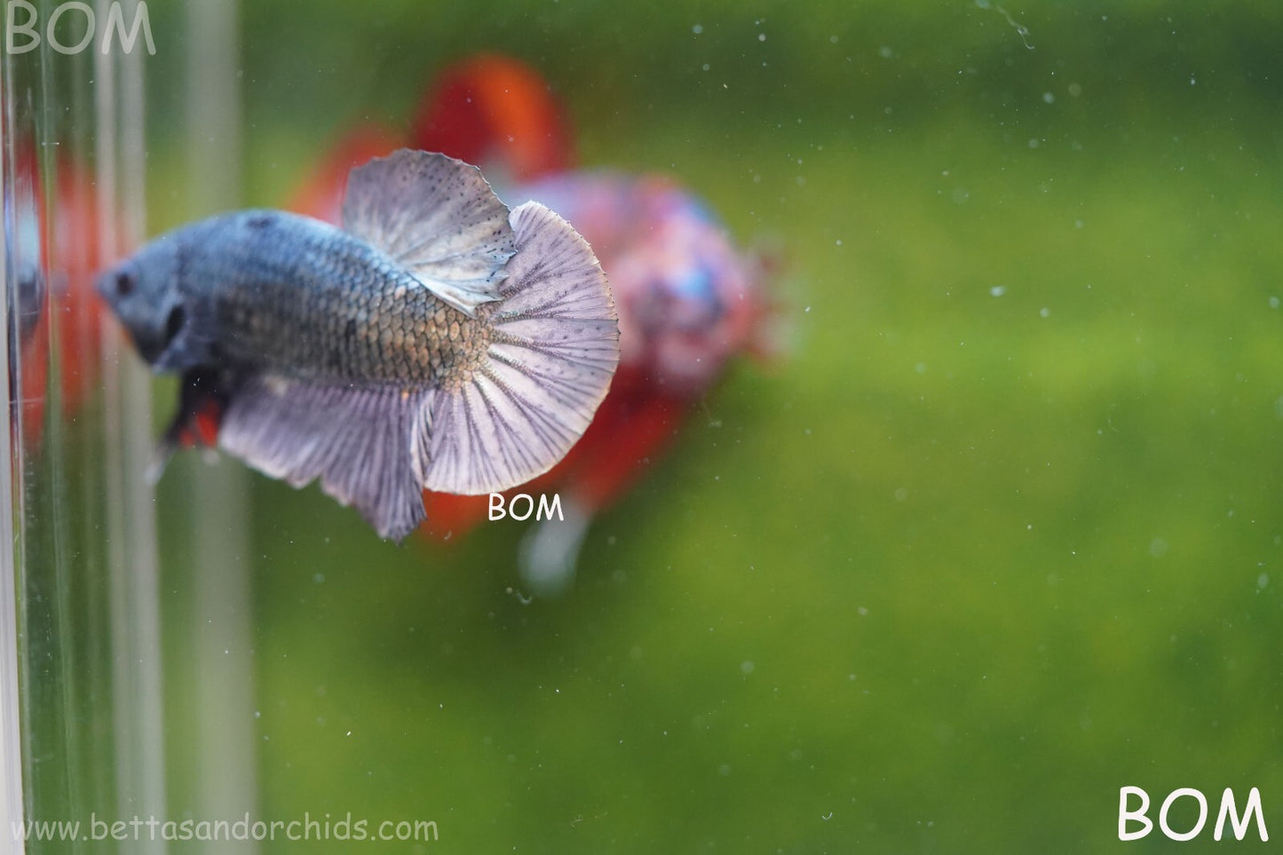 MALE COPPER SERIES HMPK Betta Fish: Live HMPK | BOM988