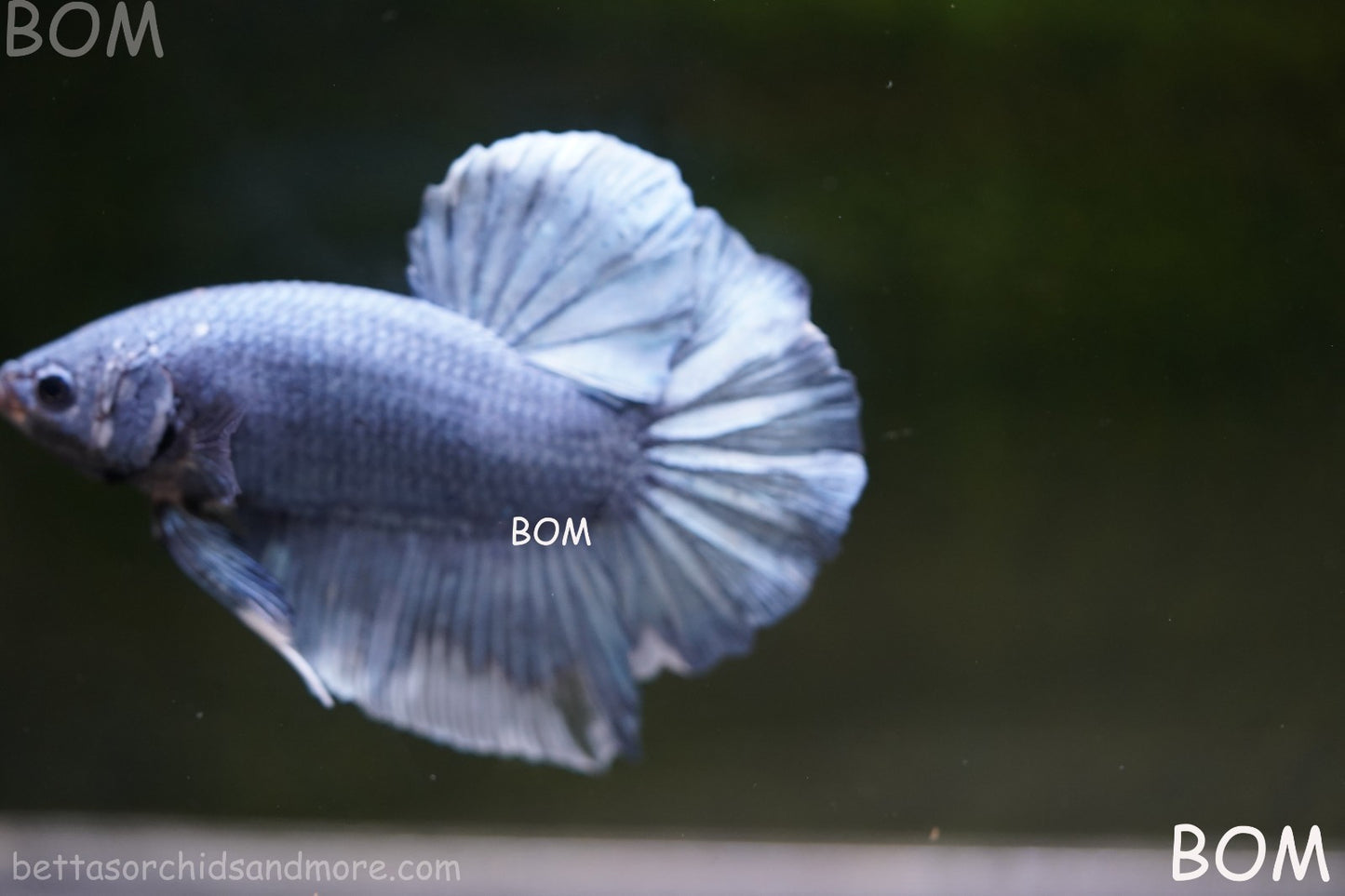 Betta Plakat GIANT MALE BLUE SERIES 5 CM BO | BOM-A306