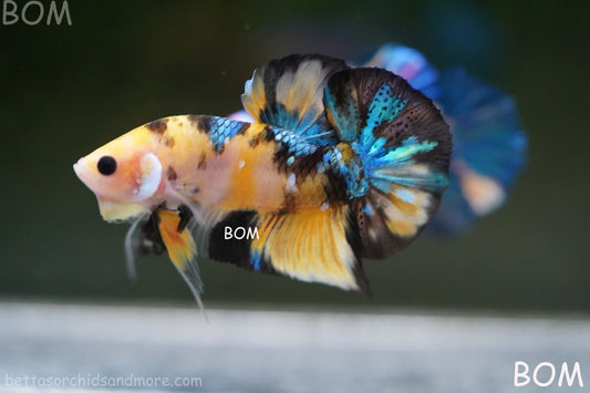 LIVE BETTTA MALE METALLIC MULTICOLOUR HMPK BEAUTIFUL COLOURS | BOM-A284