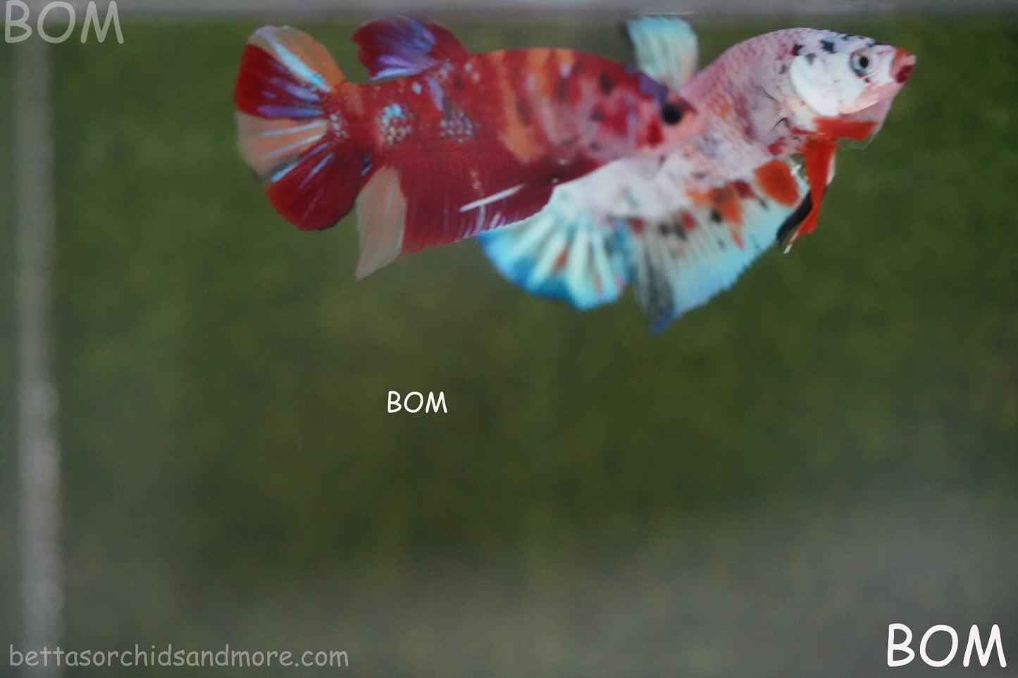 LIVE BETTA HMPK MALE LEOPARD | BOM-A264