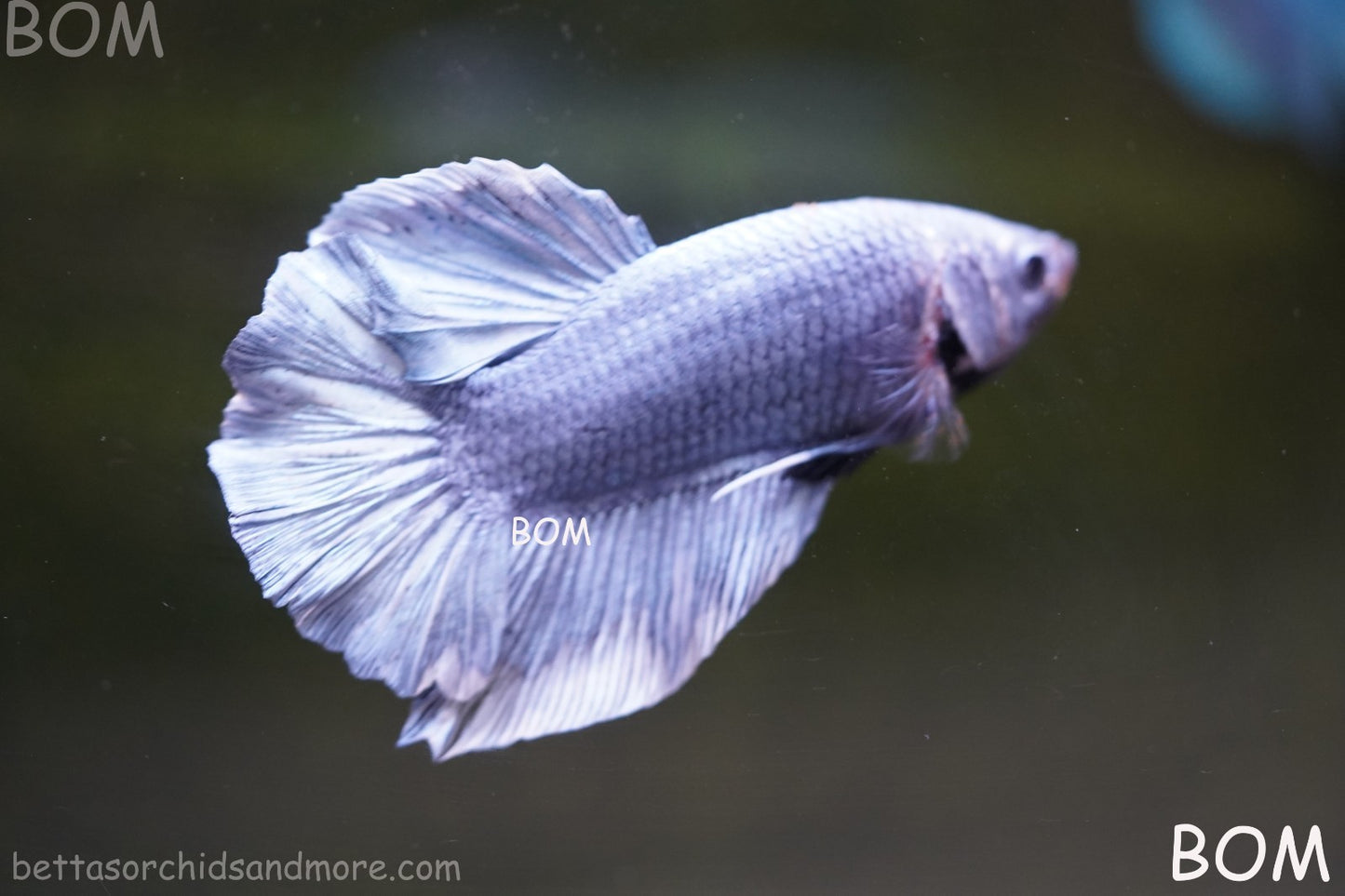Betta Plakat GIANT MALE BLUE SERIES 5 CM BO | BOM-A306