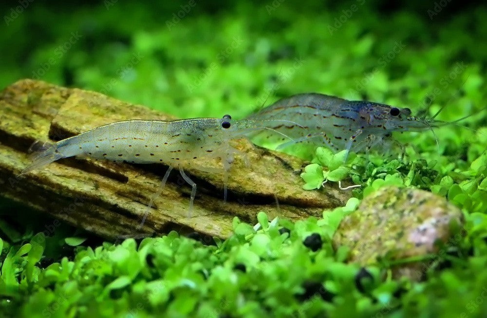 10+1 AMANO SHRIMP Live Freshwater Algae Cleaners – Hardy & Peaceful – FREE Shipp