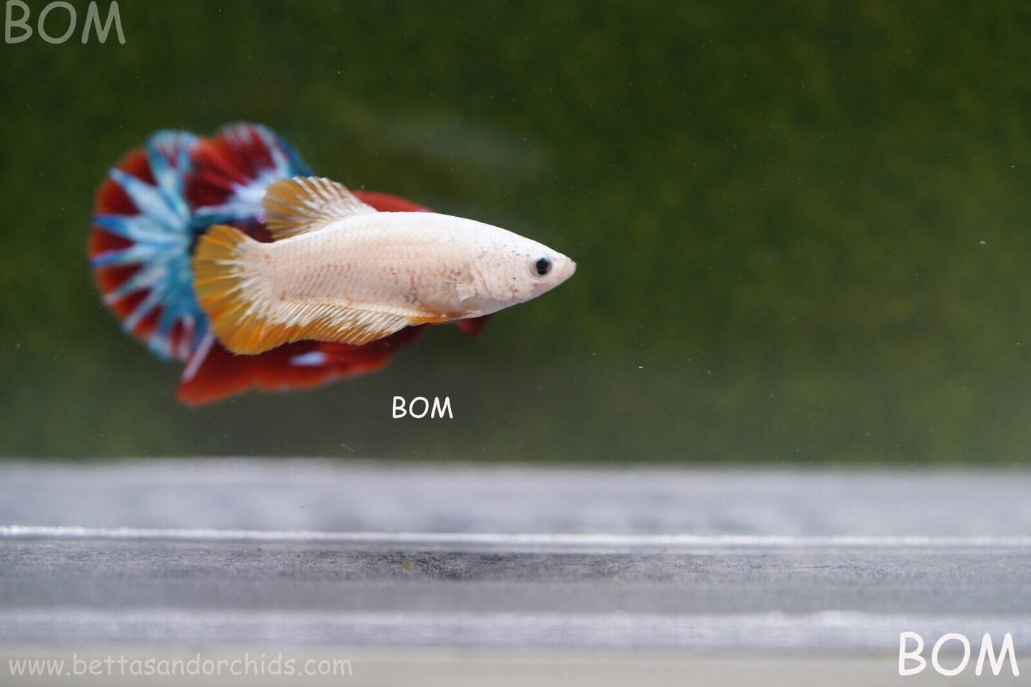 LIVE BETTA HMPK FEMALE YELLOW DRAGON | BOM879