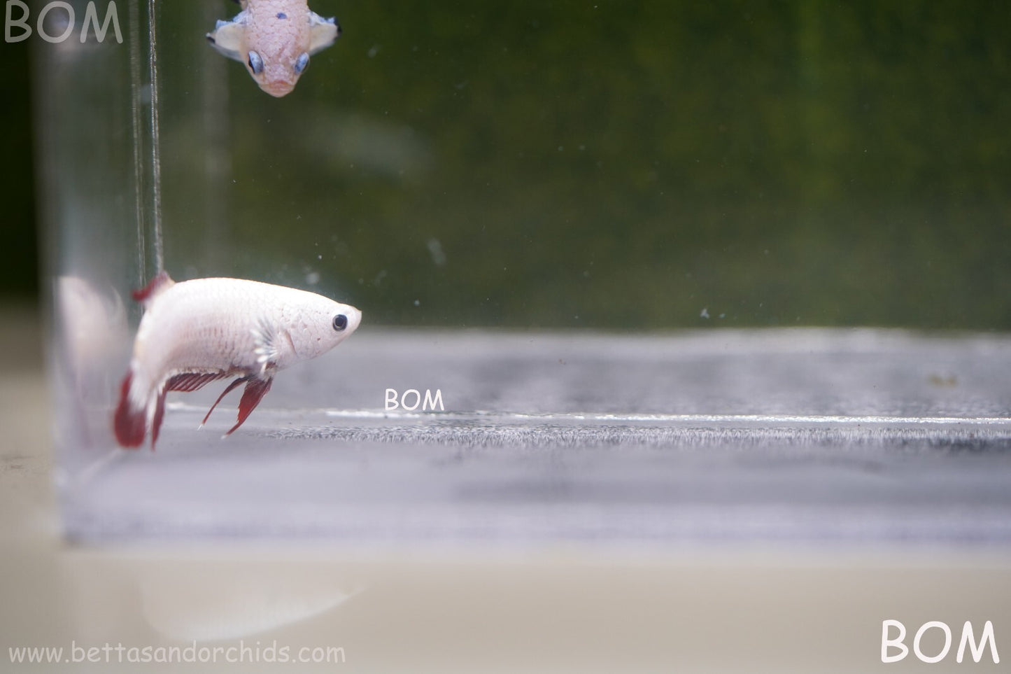 LIVE BETTA HMPK FEMALE RED DRAGON | BOM951