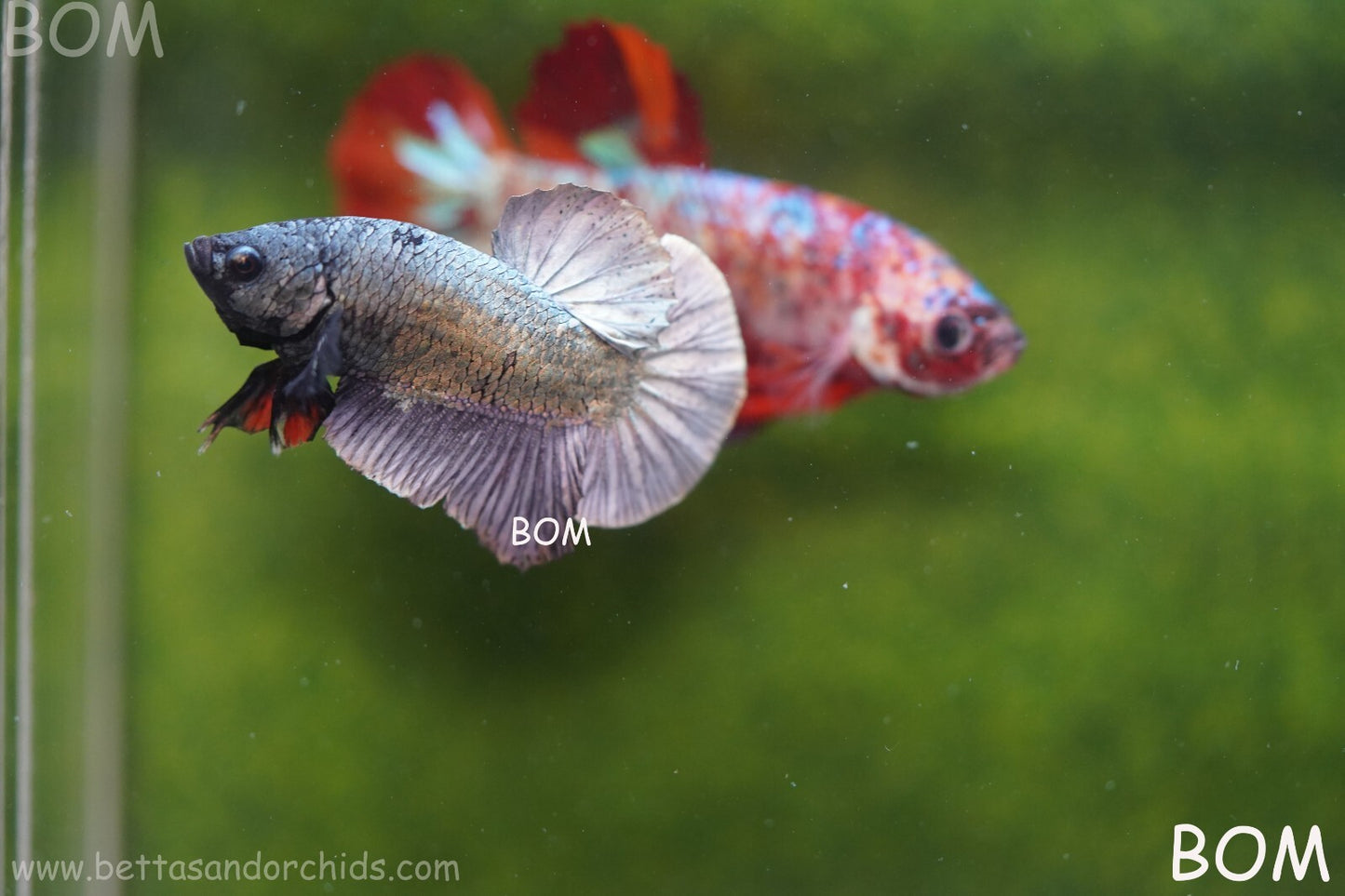 MALE COPPER SERIES HMPK Betta Fish: Live HMPK | BOM988