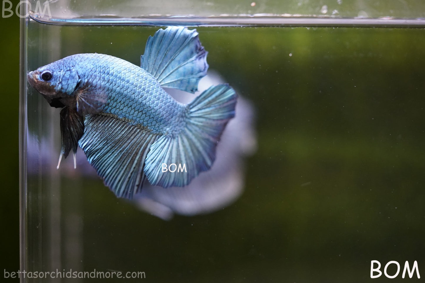 Betta Plakat GIANT MALE BLUE SERIES 5 CM BO | BOM-A309