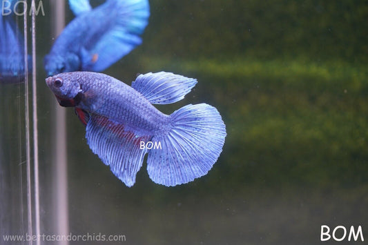 MALE BLUE LONG FIN SERIES Plakat Betta Fish: Live HMPK BOM-A71