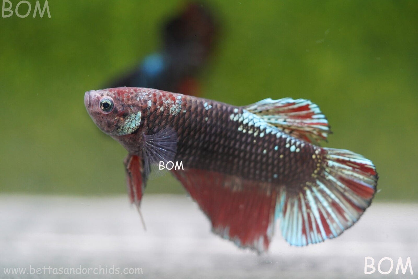 LIVE BETTA HMPK GIANT MALE BLACK VARIANT | BOM-A46