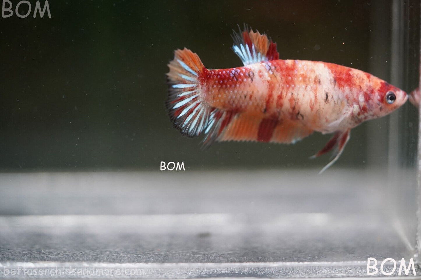LIVE BETTTA BIG FEMALE MULTICOLOUR HMPK | BOM-A143