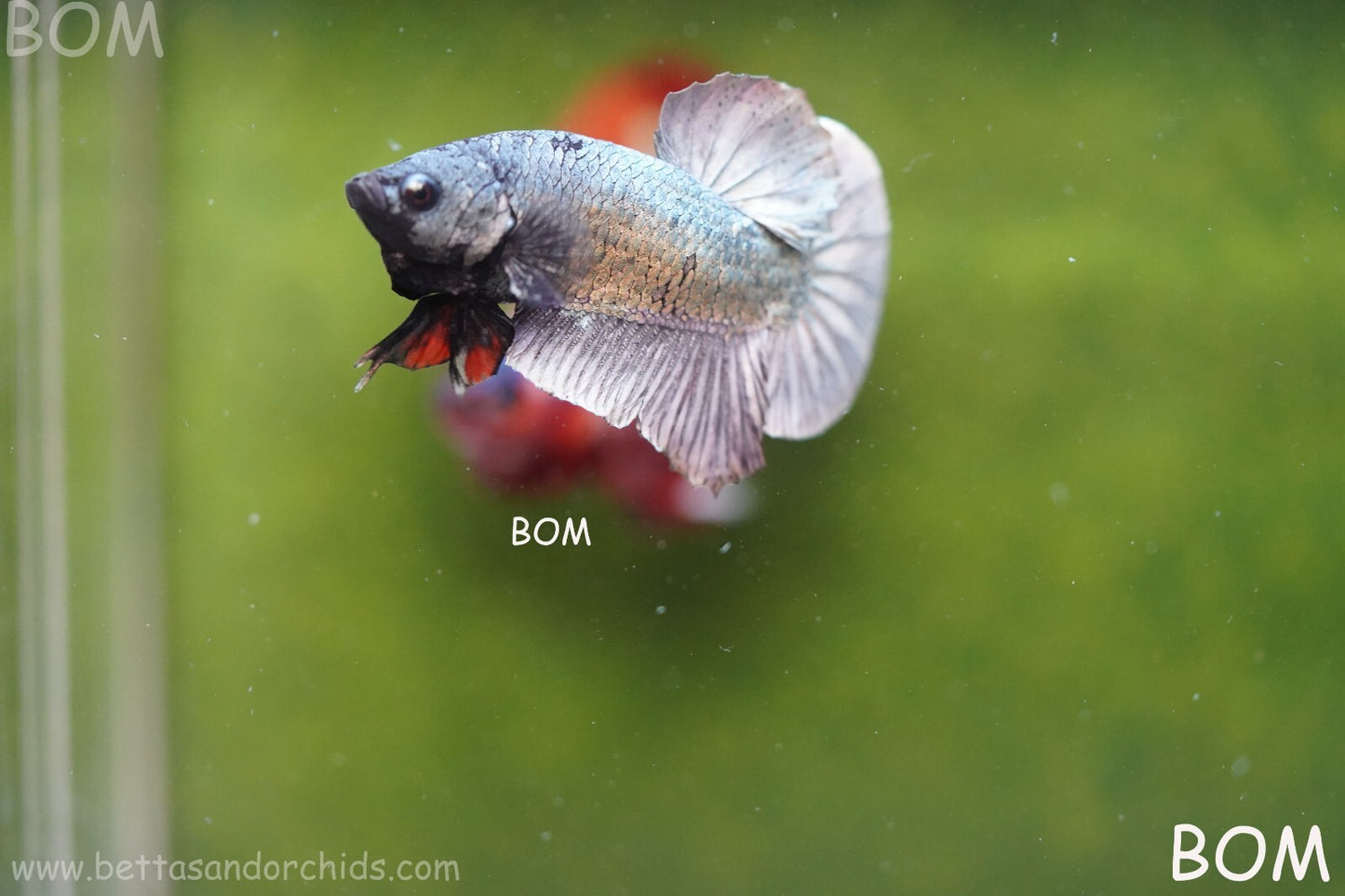 MALE COPPER SERIES HMPK Betta Fish: Live HMPK | BOM988