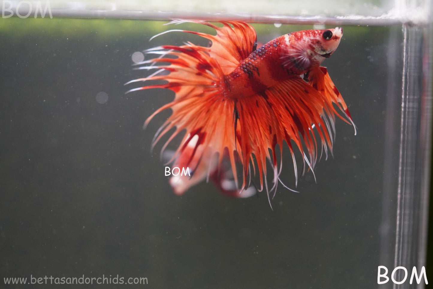 LIVE BETTA MALE CROWN REDS LEOPARDS :  Unique Fish | BOM-A299