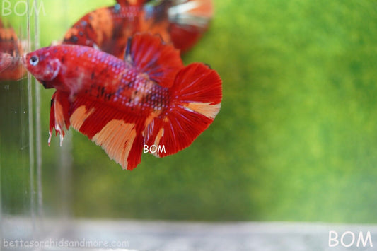 LIVE BETTA BIG MALE LEOPARD HMPK | BOM-A128