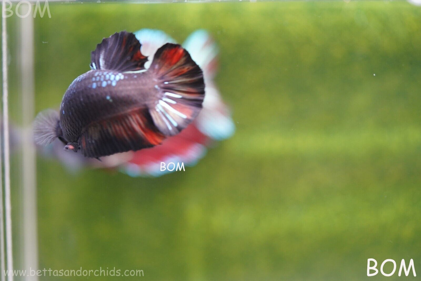 LIVE BETTA HMPK MALE BLACK VARIANT | BOM-A74