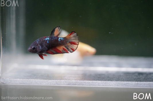 LIVE BETTA HMPK FEMALE BLACK VARIANT | BOM-A170