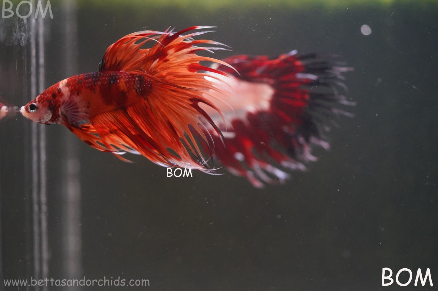 LIVE BETTA MALE CROWN REDS LEOPARDS :  Unique Fish | BOM-A299