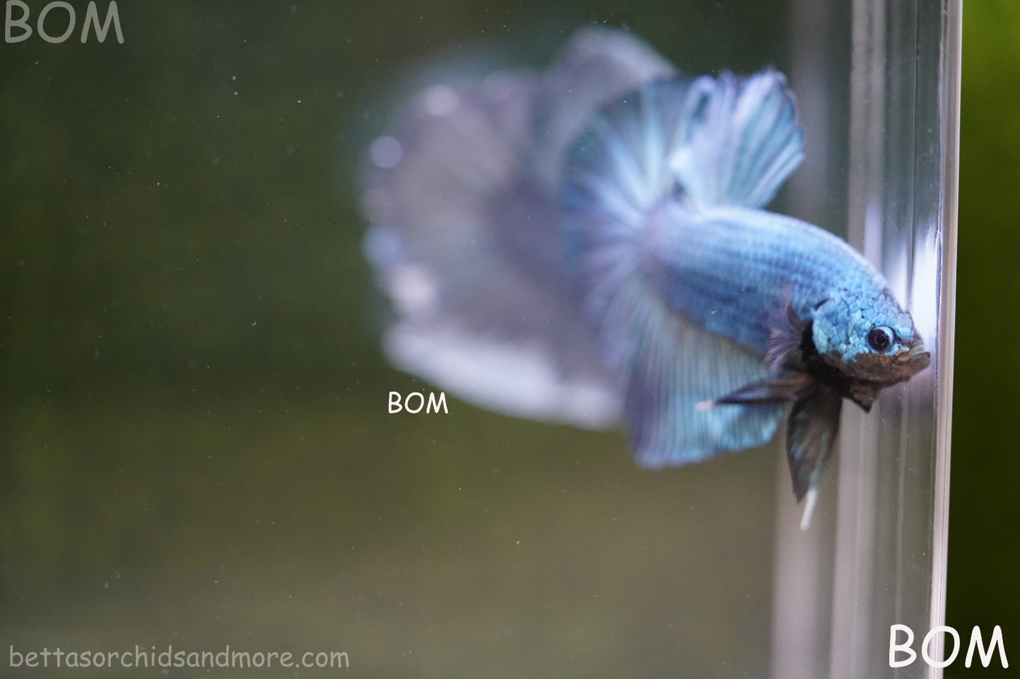 Betta Plakat GIANT MALE BLUE SERIES 5 CM BO | BOM-A309