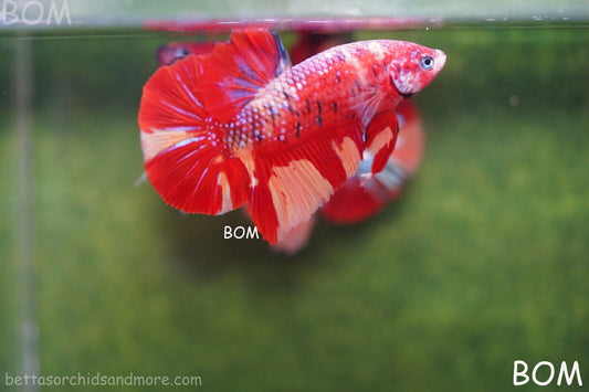 LIVE BETTA BIG MALE LEOPARD HMPK | BOM-A128