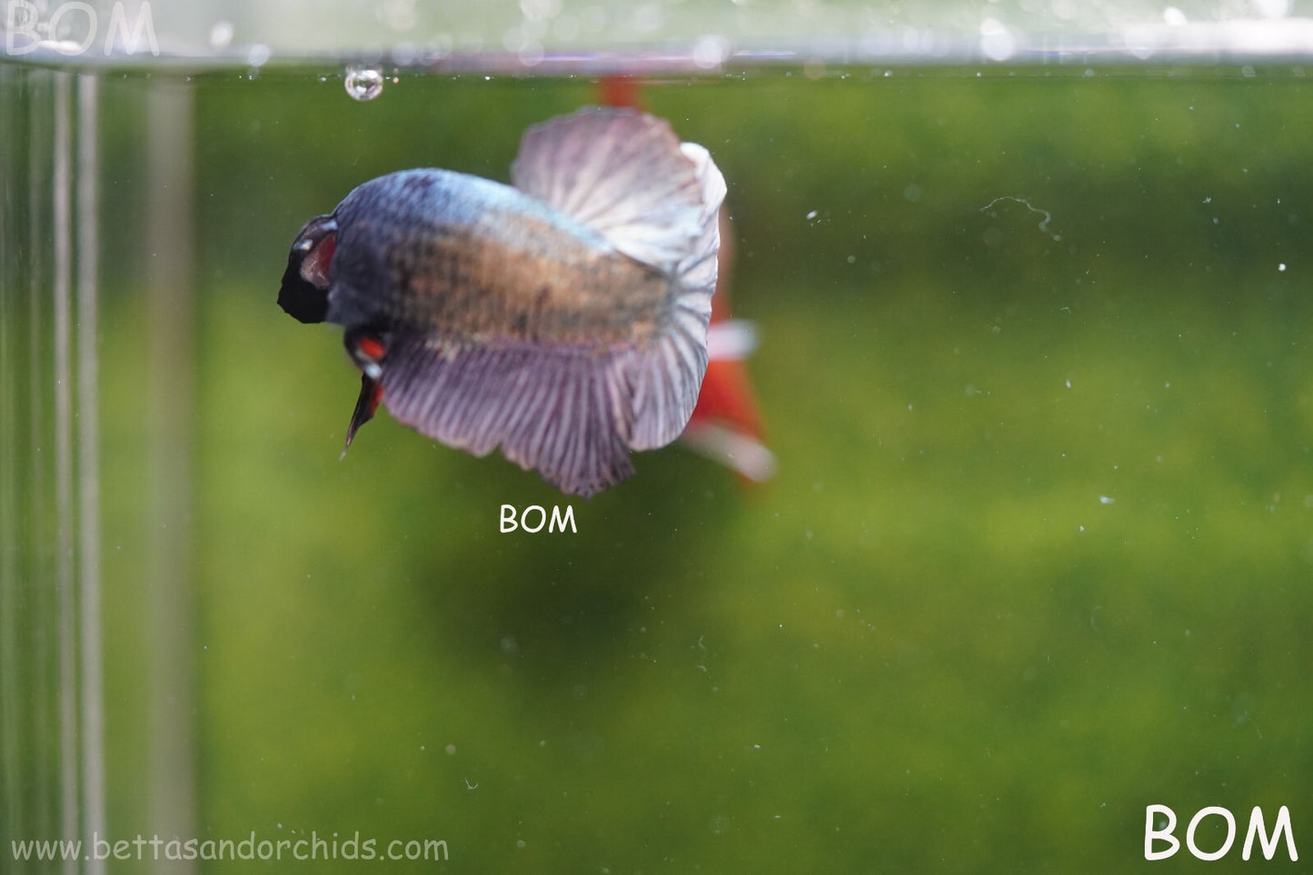 MALE COPPER SERIES HMPK Betta Fish: Live HMPK | BOM988