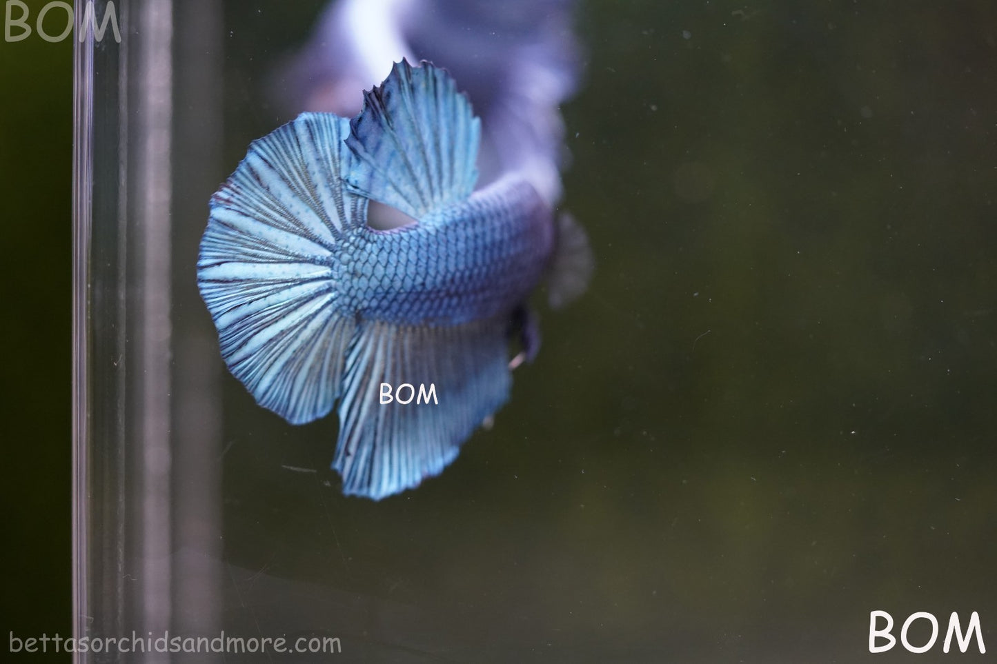 Betta Plakat GIANT MALE BLUE SERIES 5 CM BO | BOM-A309